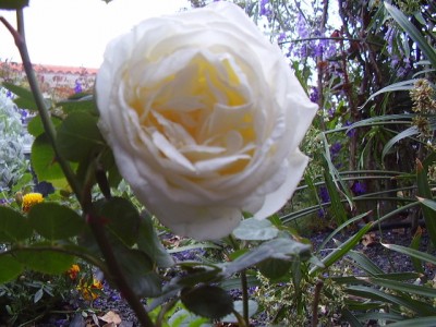 normal_Imagen%20608%7E0.jpg