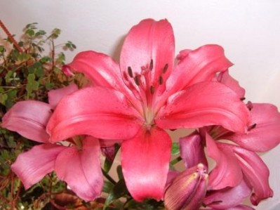 normal_Imagen%20684.jpg