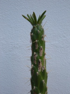 normal_Imagen%20719.jpg