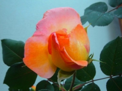 normal_Imagen%20759.jpg