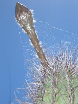 normal_Imagen%20789.jpg