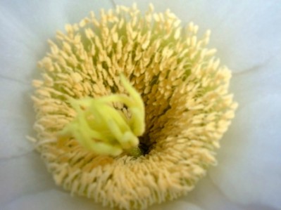 normal_Imagen%20804.jpg