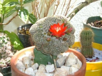 normal_Imagen%20905.jpg