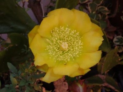 normal_Imagen%20909.jpg