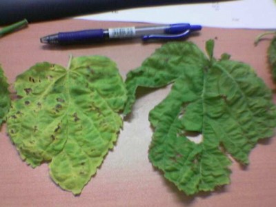 normal_Imagen%28052%29.jpg