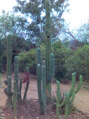 normal_Imagen%2837%29.jpg