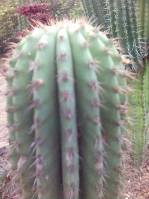normal_Imagen%2841%29.jpg