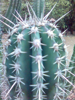 normal_Imagen%2842%29.jpg