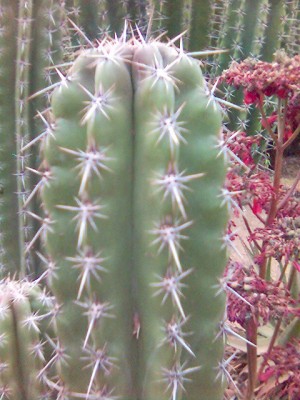 normal_Imagen%2843%29.jpg