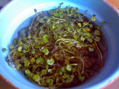 normal_Imagen0037.jpg