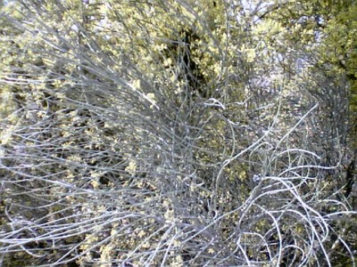 normal_Imagen013.jpg
