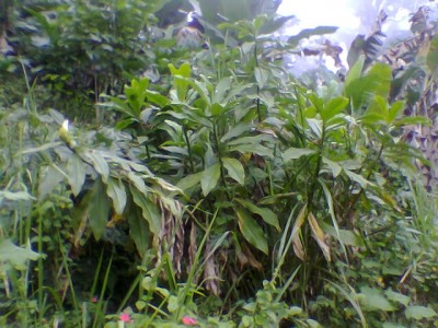normal_Imagen014%7E0.jpg