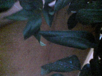 normal_Imagen063.jpg