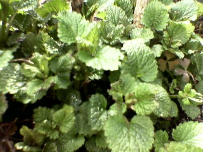 normal_Imagen069.jpg