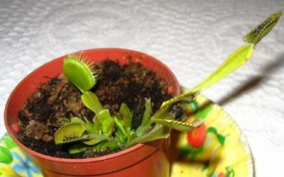 normal_Imagen_019_bis.jpg