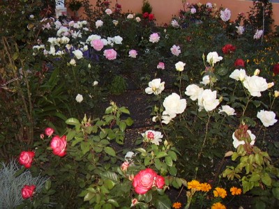 normal_Imagen_411_0.jpg