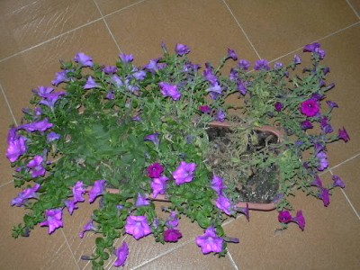 normal_Img0073.JPG