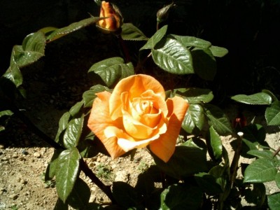 normal_Img_0001.jpg