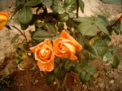 normal_Img_0017.jpg