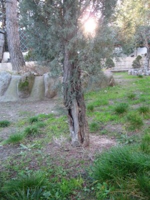 normal_IMG_0107.JPG