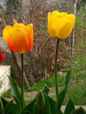 normal_IMG_0623_1.JPG