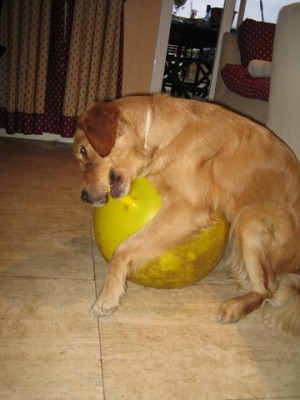 normal_IMG_0989.JPG