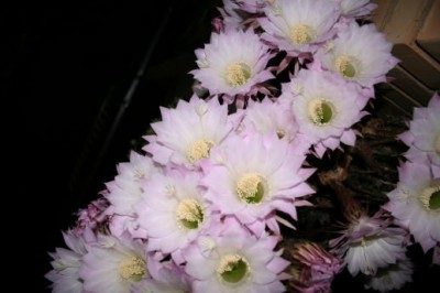 normal_IMG_1037_1_1.JPG