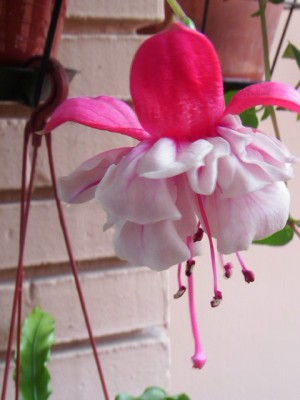 normal_IMG_1178.JPG