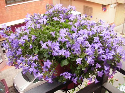 normal_IMG_1308.JPG