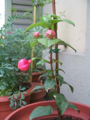 normal_IMG_2427.JPG