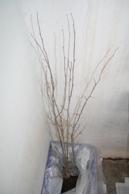 normal_IMG_4281_3_1.JPG