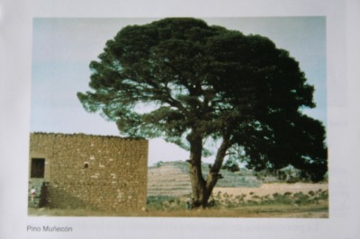 normal_IMG_4460_1_2_1.JPG