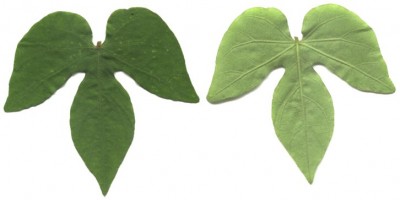 normal_ipomoea_indica_hojas_fer.jpg