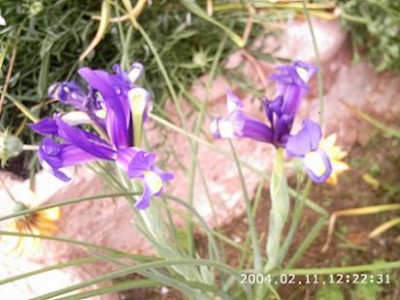 normal_iris%20holandica.JPG