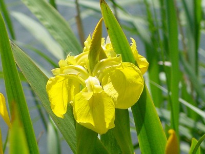 normal_Iris%2520pseudacorus-05-gele_lis3-D7.jpg
