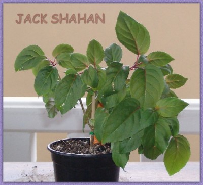 normal_jack%20shahan.jpg