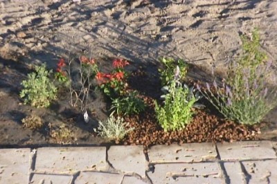 normal_jardin%20004.jpg