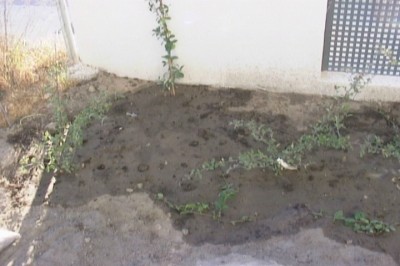 normal_jardin%20009.jpg