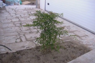 normal_jardin%20013.jpg