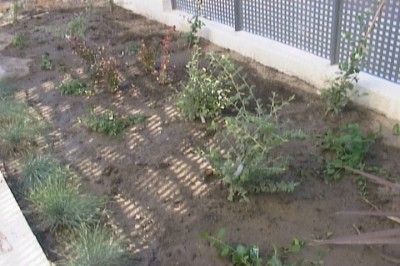 normal_jardin%20014.jpg