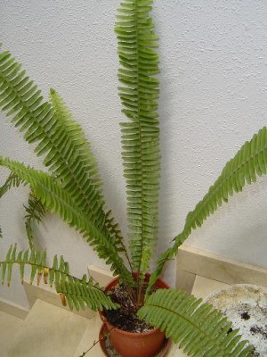 normal_jardin%20038%7E0.jpg