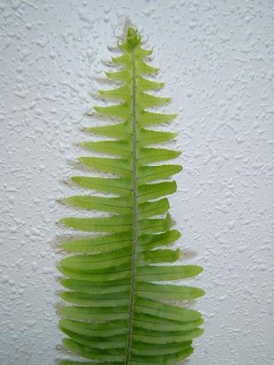 normal_jardin%20039.jpg