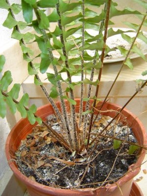normal_jardin%20040.jpg