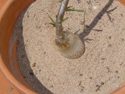 normal_jardin%20045.jpg