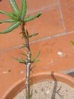 normal_jardin%20046.jpg