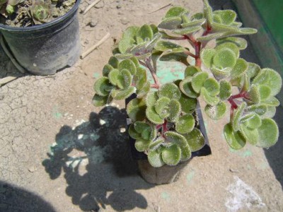 normal_jardin%20059%7E2.jpg