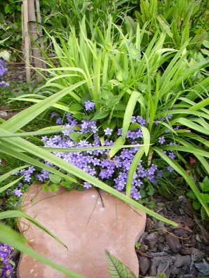 normal_jardin%2027.05.jpg
