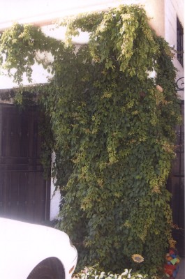 normal_jardin%20delantero%20entrada%20casa.jpg