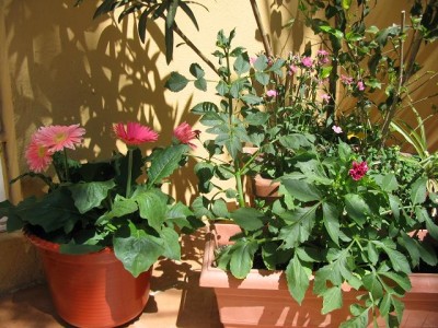 normal_jardin%20trasero%20019.jpg