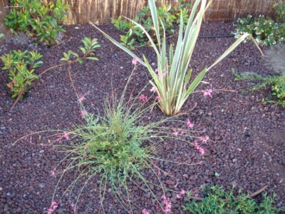 normal_jardin3%20009.jpg